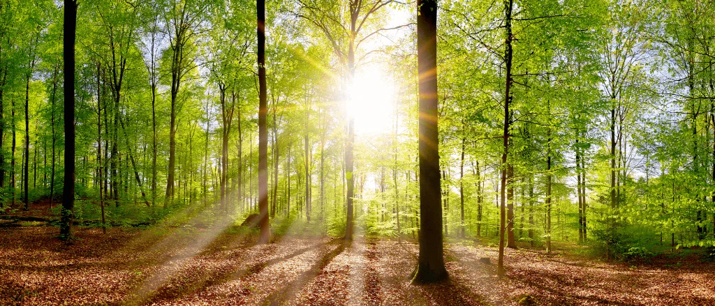 Forest LR_.png