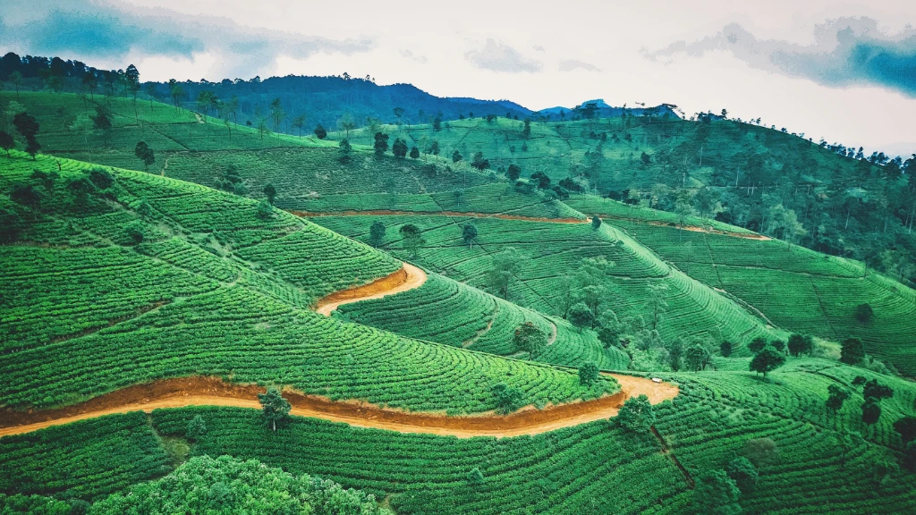 ___coffee-fields_segafredo.584277283847387361.png
