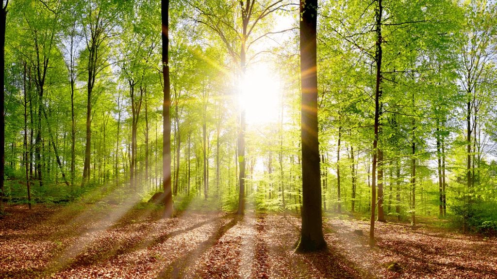 Forest LR_.png